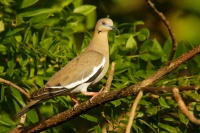 Hrdlicka belavokridla - Zenaida asiatica - White-winged Dove 6419